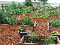 Опилки для удобрения и мульчирования почвы: способы и принципы применения
