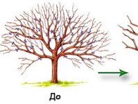 Обрезка плодовых деревьев — описание процедуры с фото примерами